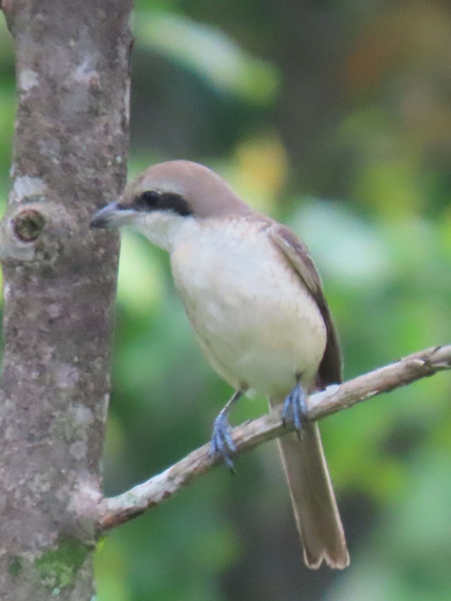 Brown Shrike - ML518849371