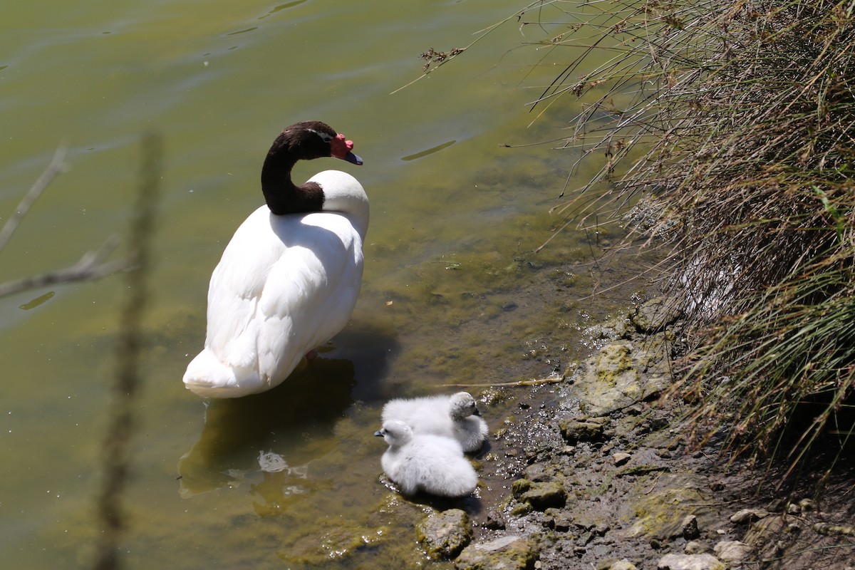 Black-necked Swan - Adrian Vilca