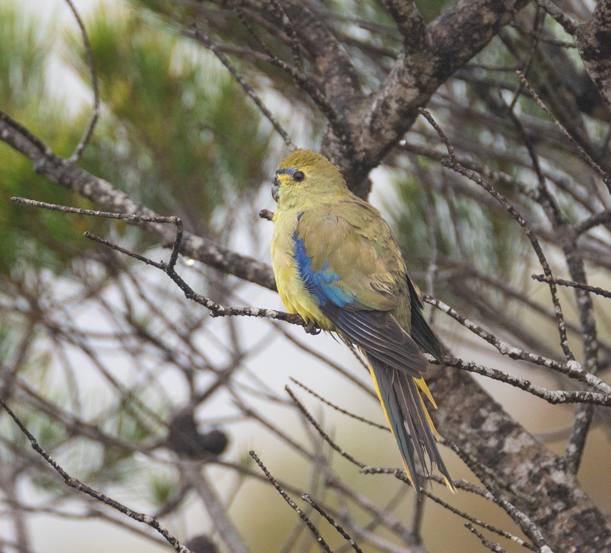 Blue-winged Parrot - ML518849461