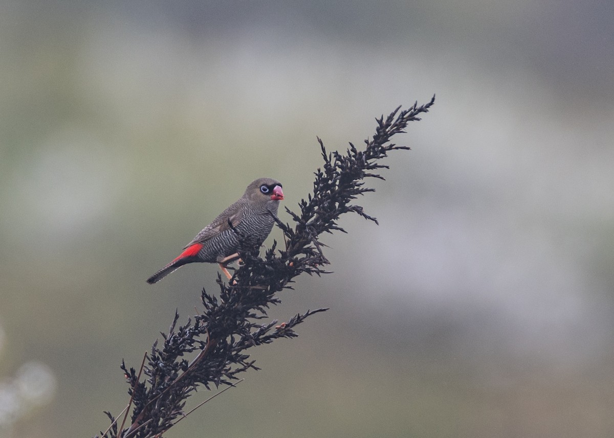 Beautiful Firetail - Braydan Pettigrove