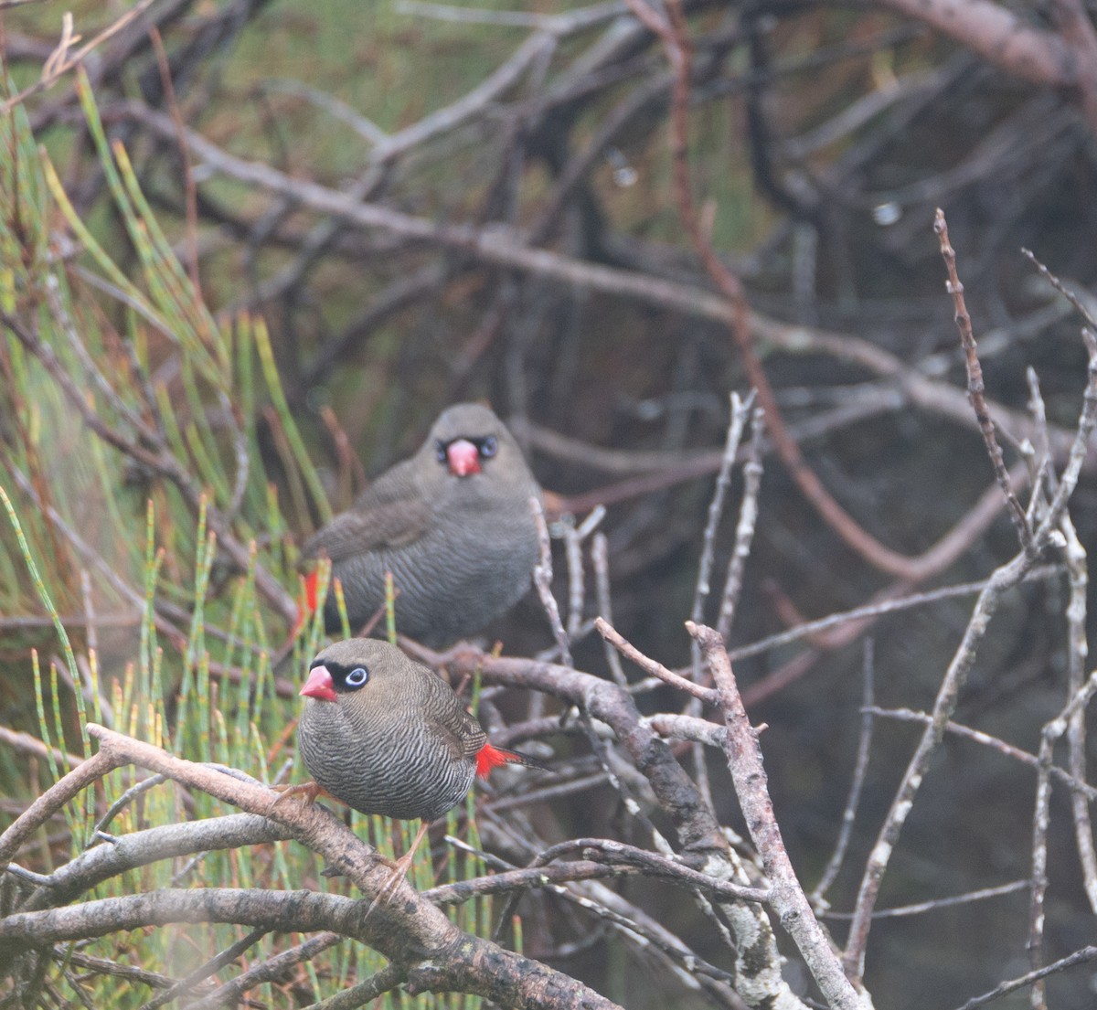 Beautiful Firetail - ML518850011