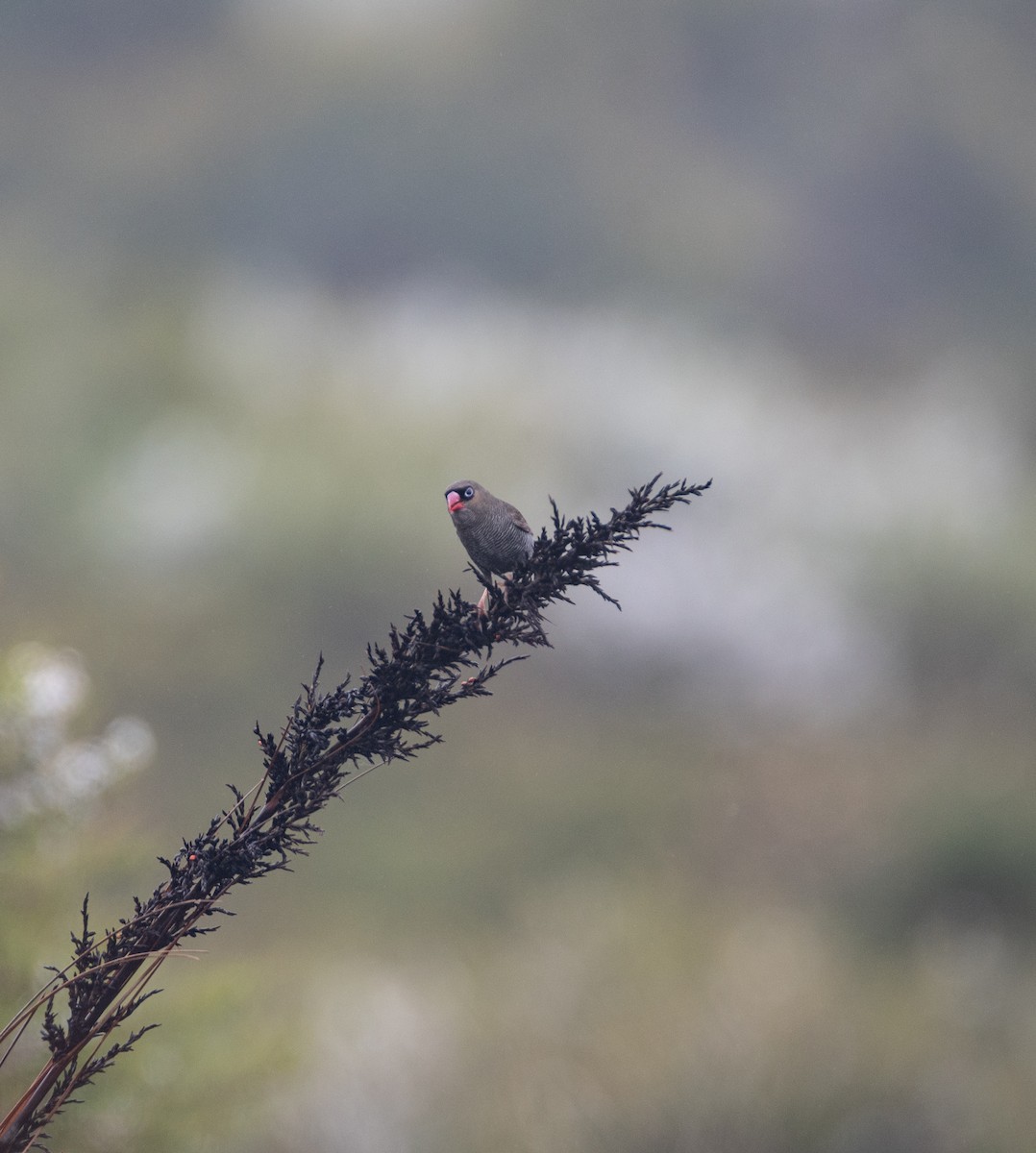 Beautiful Firetail - ML518850021