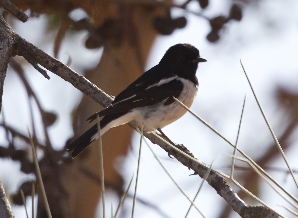 Hooded Robin - ML518850781