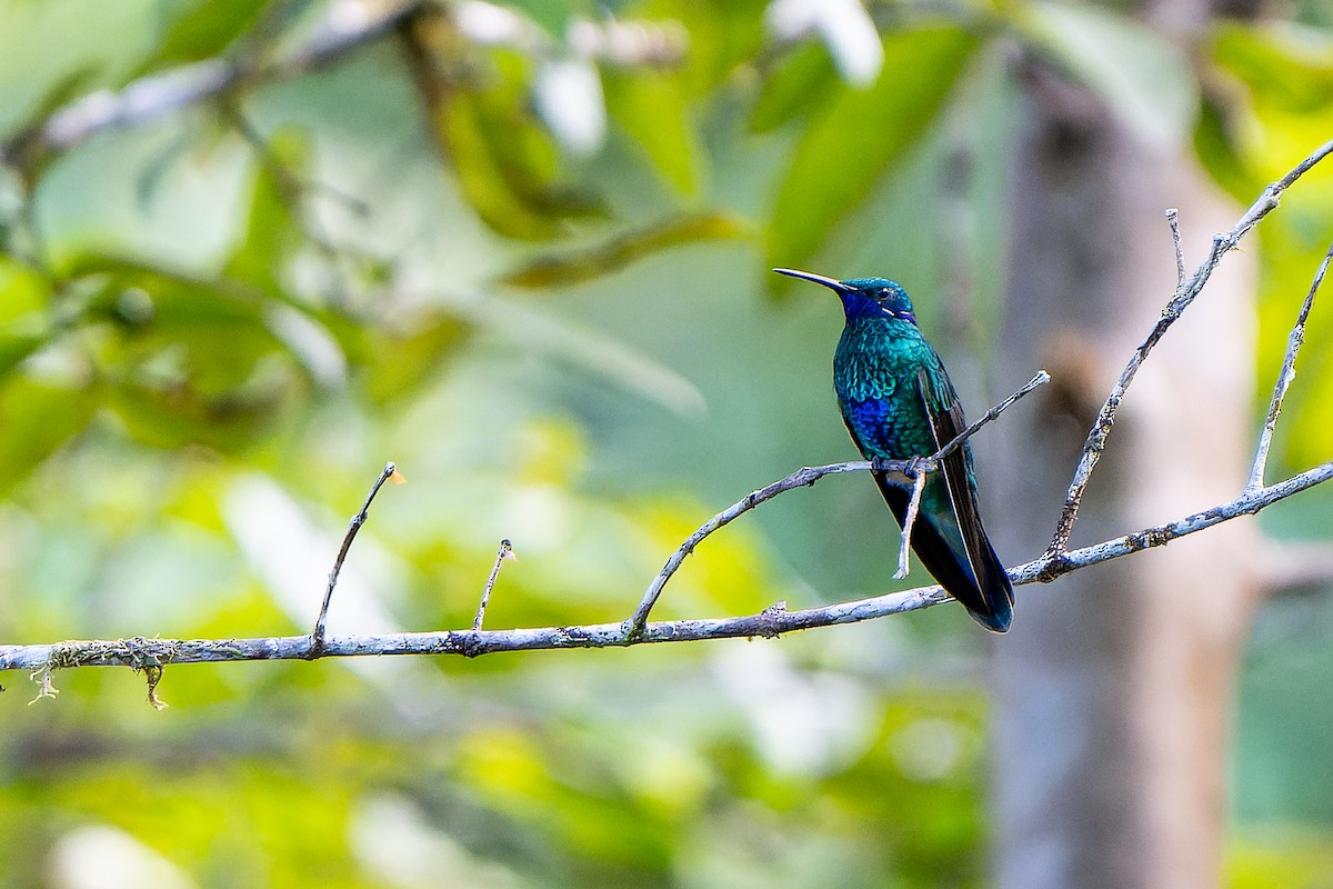 Colibrí Rutilante - ML518851211