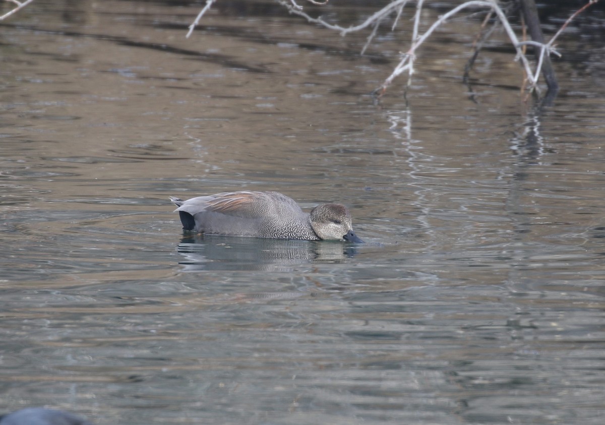 Gadwall - Sarah Dzielski