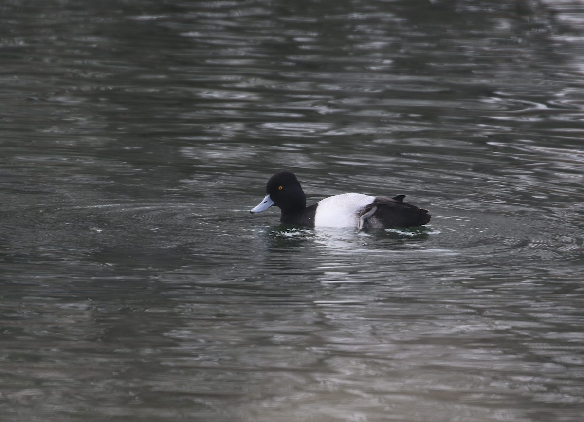 Lesser Scaup - ML518852221