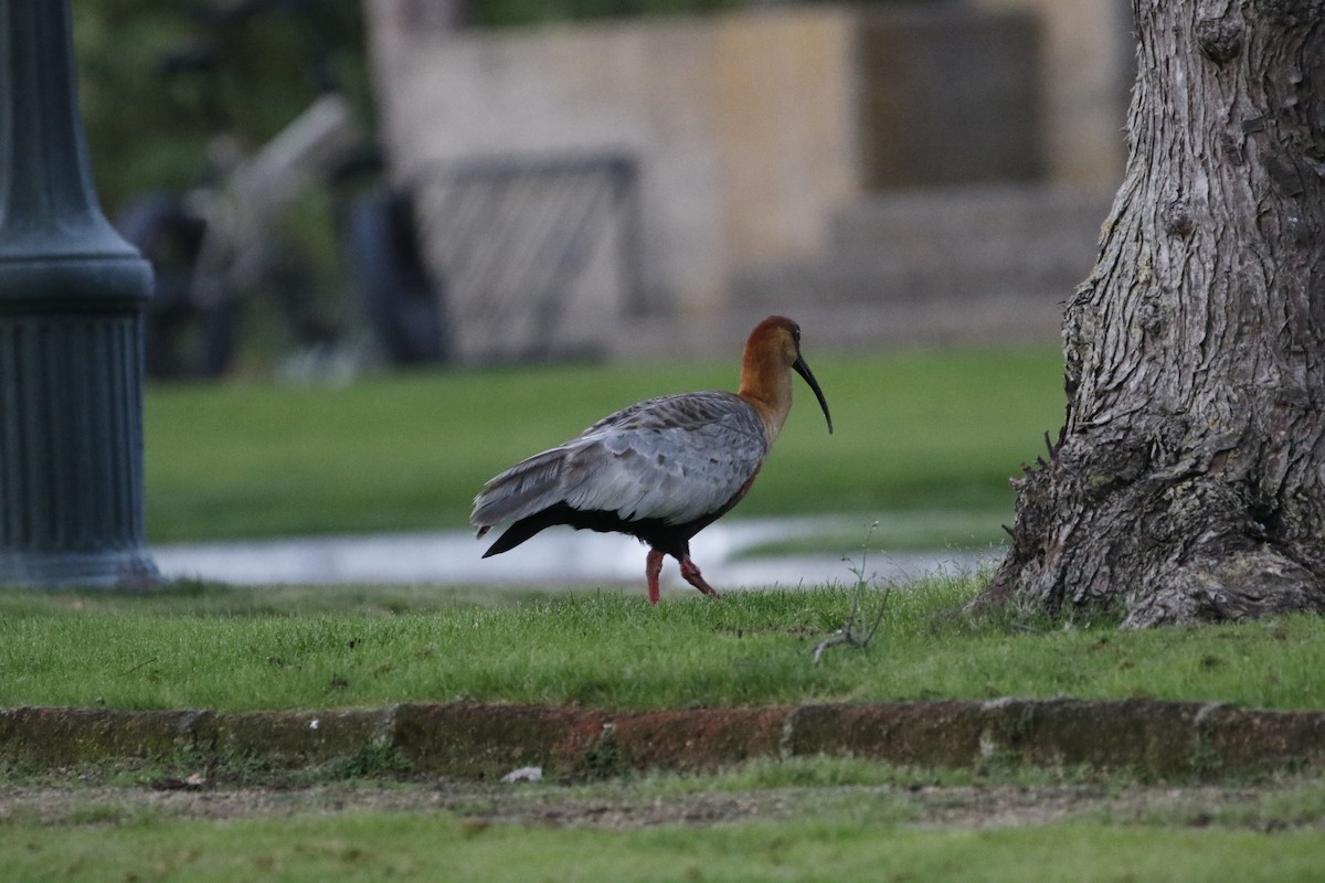 Black-faced Ibis - ML518852611