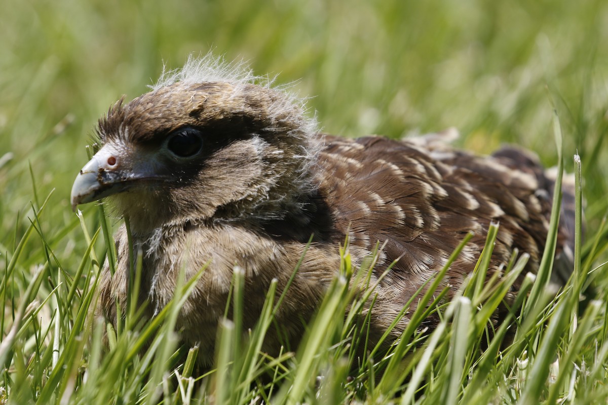 Chimango Caracara - Adrian Vilca