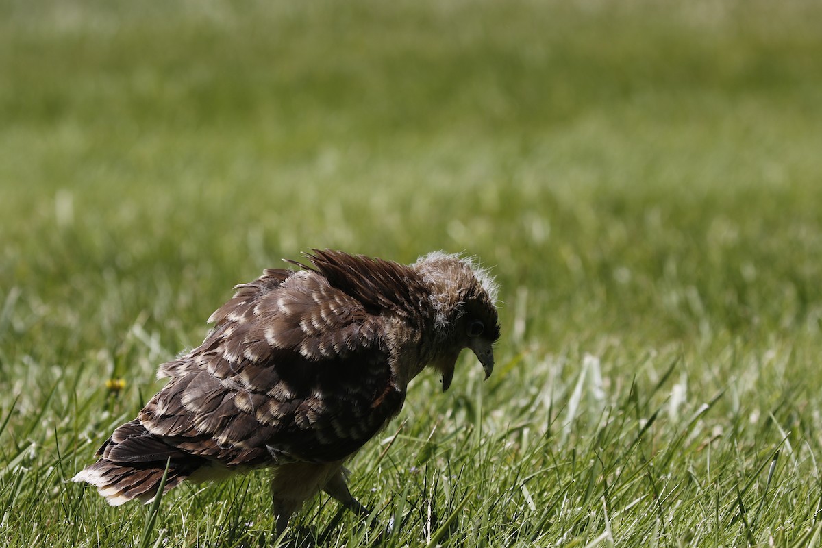 Chimango Caracara - Adrian Vilca