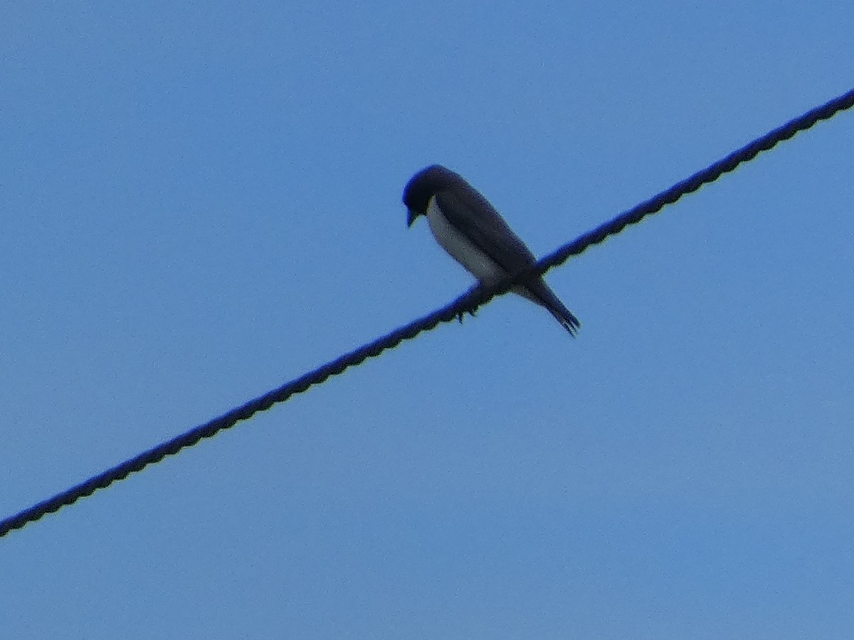 White-breasted Woodswallow - ML518853141