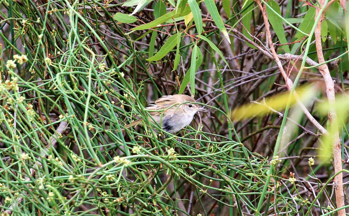 Little Grassbird - ML518853521