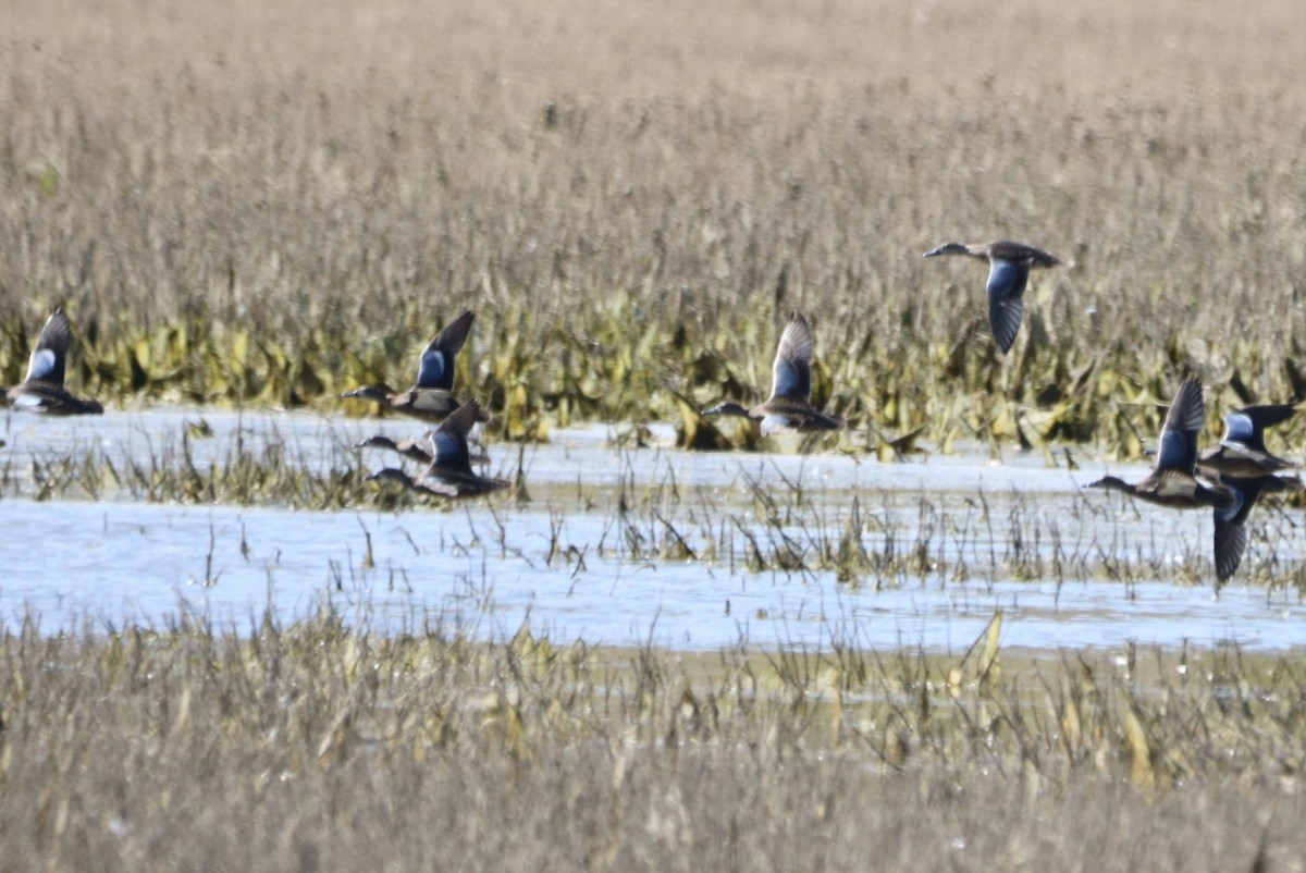 Cinnamon Teal - ML518855761