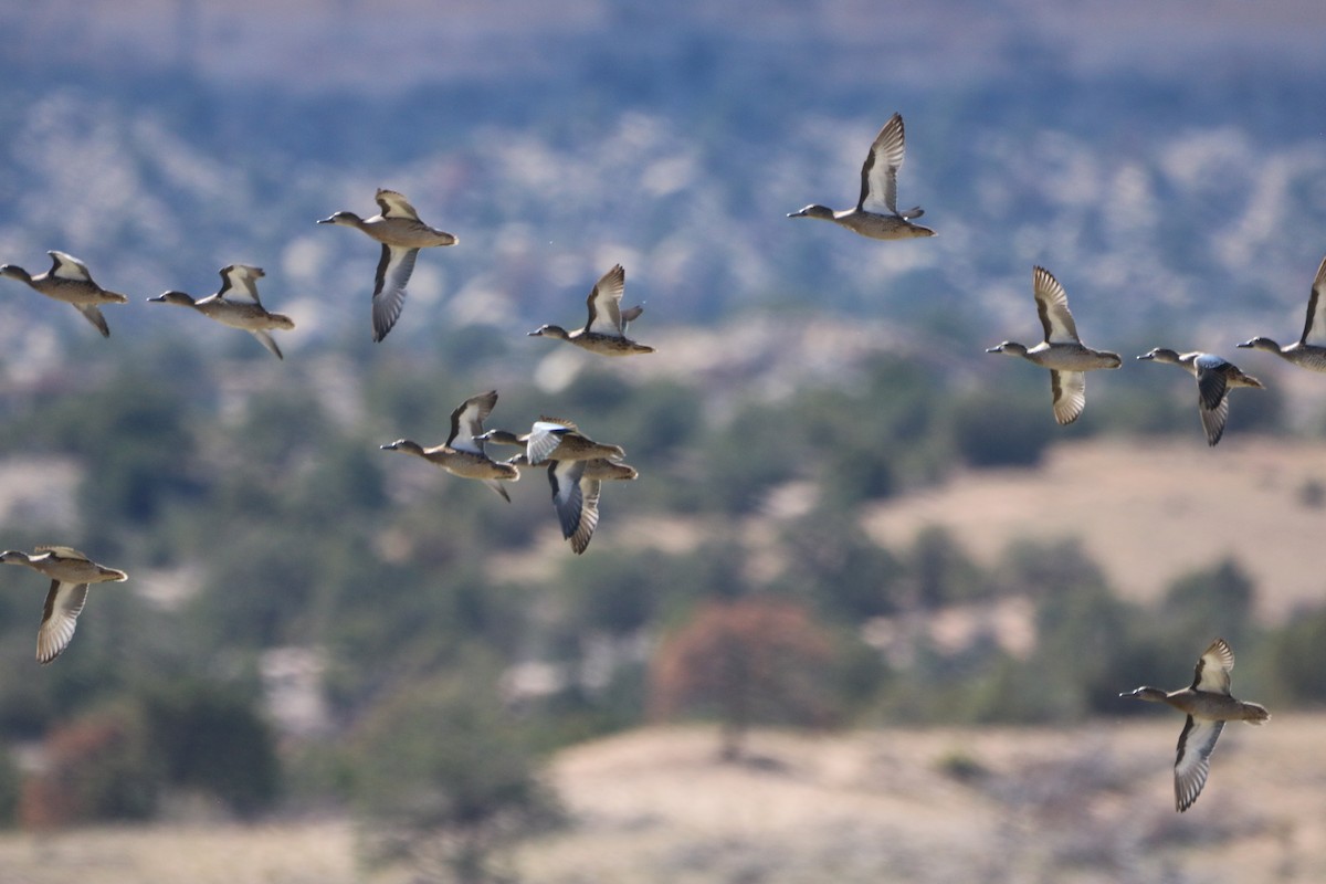 Cinnamon Teal - ML518856311