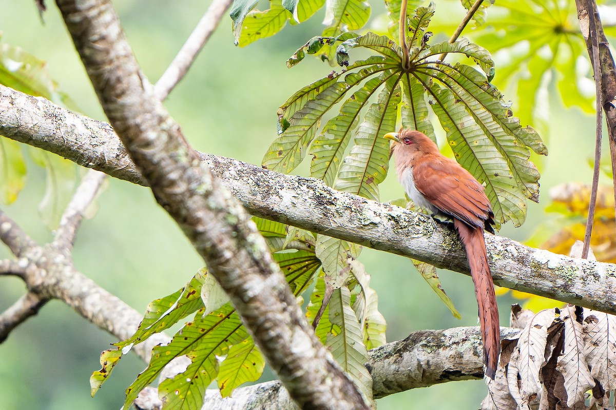 Squirrel Cuckoo - William Hemstrom