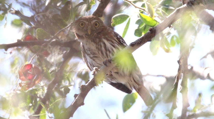 Ferruginous Pygmy-Owl - ML51885721