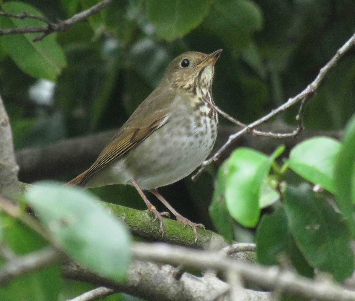 Hermit Thrush - ML518857681