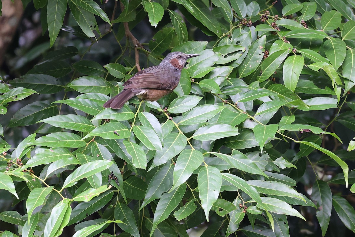 Brown-eared Bulbul - Jian-Long(建龍) WU(吳)