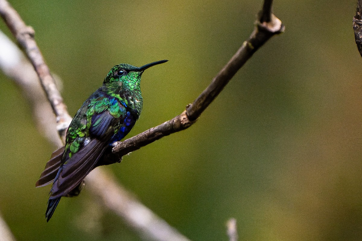 Fork-tailed Woodnymph - William Hemstrom