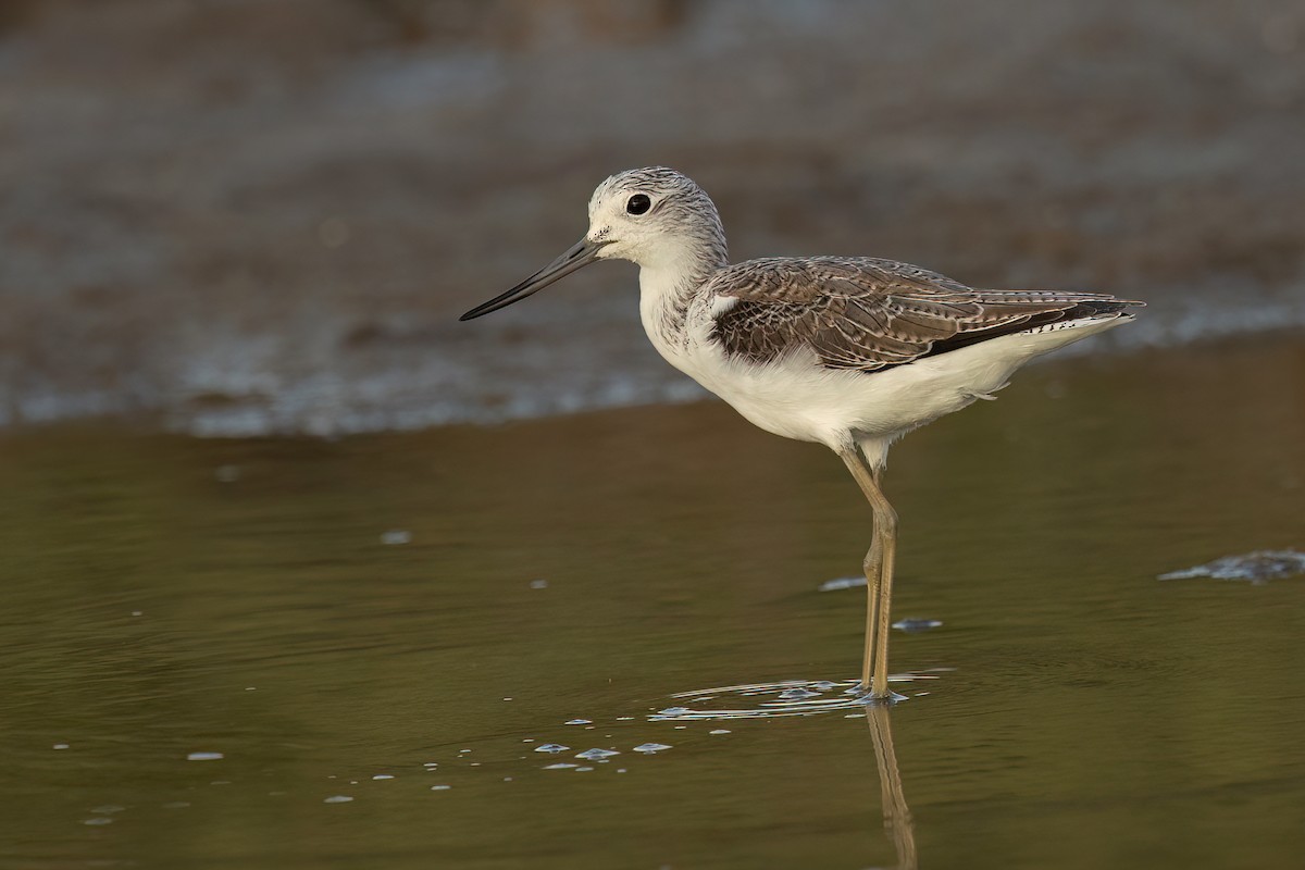 Common Greenshank - ML518861041