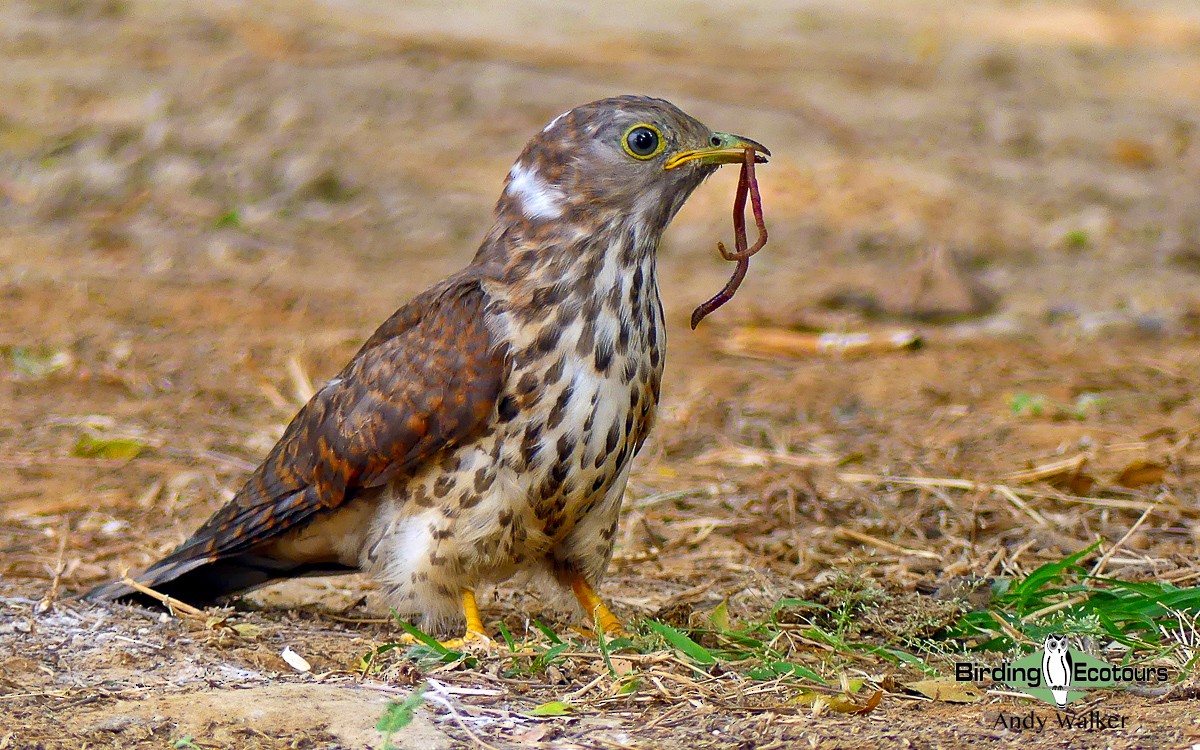 Common Hawk-Cuckoo - Andy Walker - Birding Ecotours