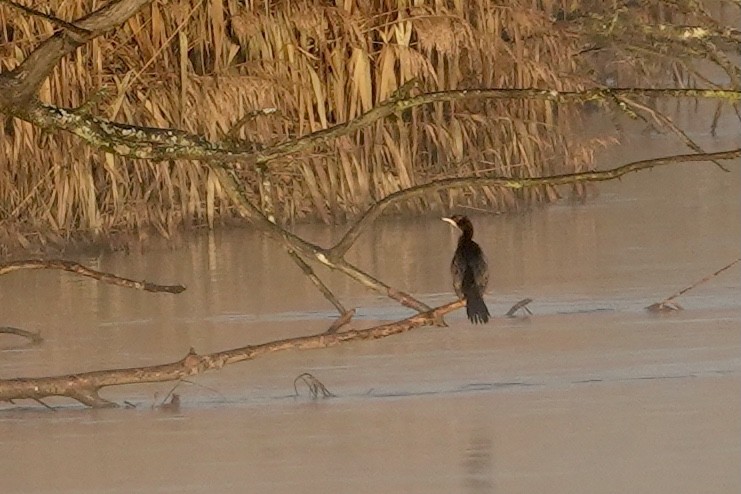 Pygmy Cormorant - ML518862511