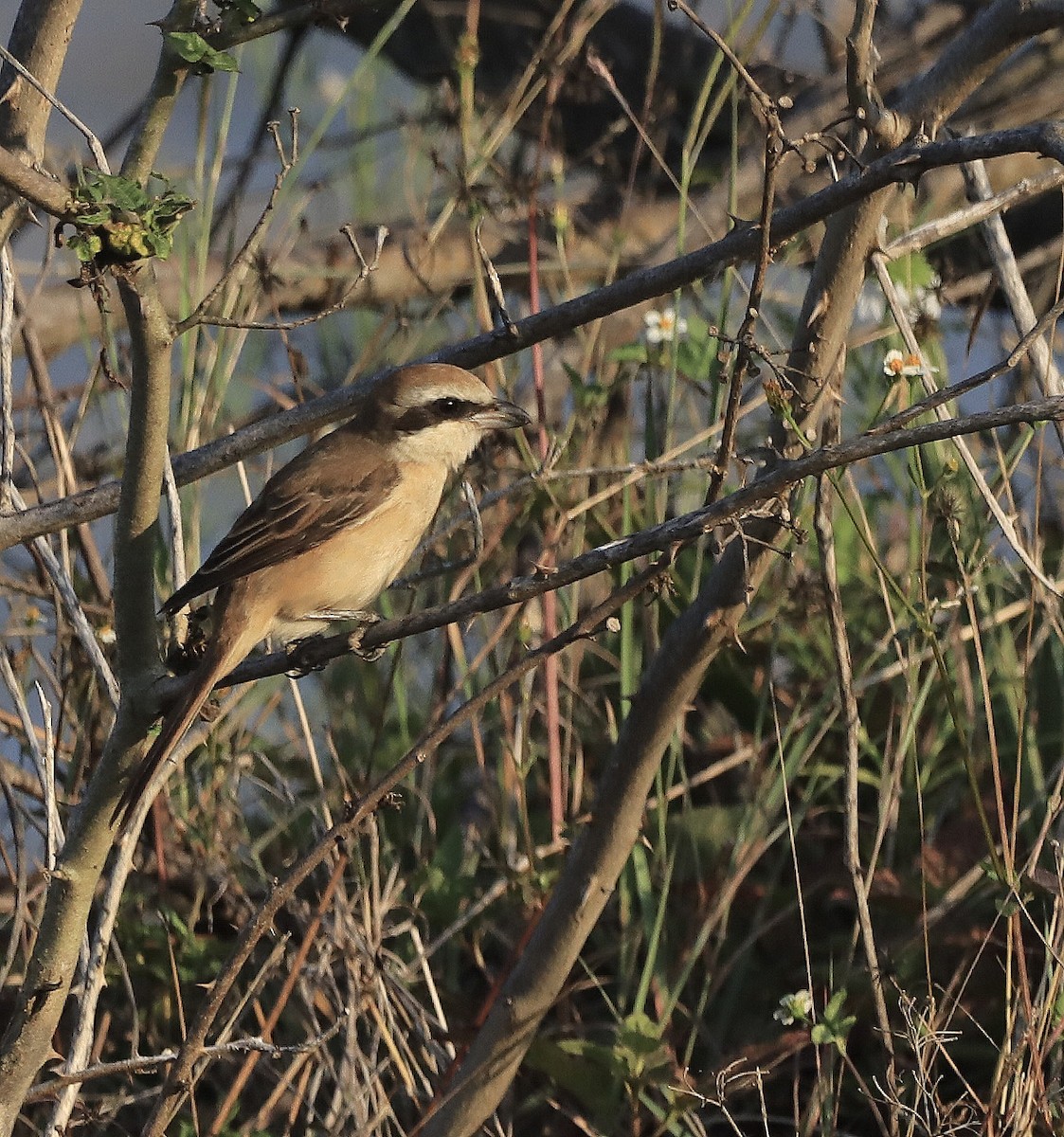 Brown Shrike - ML518862891