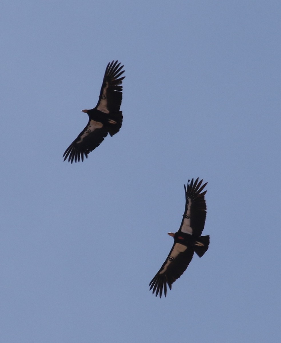 California Condor - ML51886291