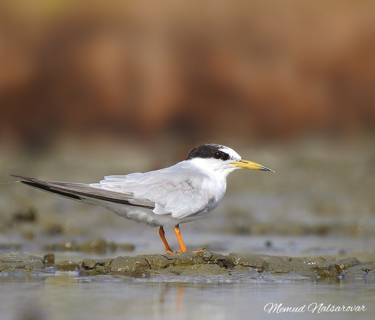 Little Tern - ML518862961