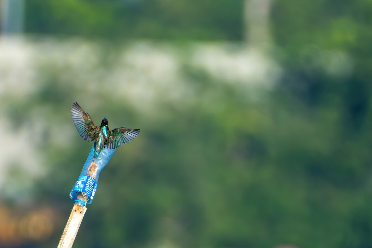 Common Kingfisher - ML518863481