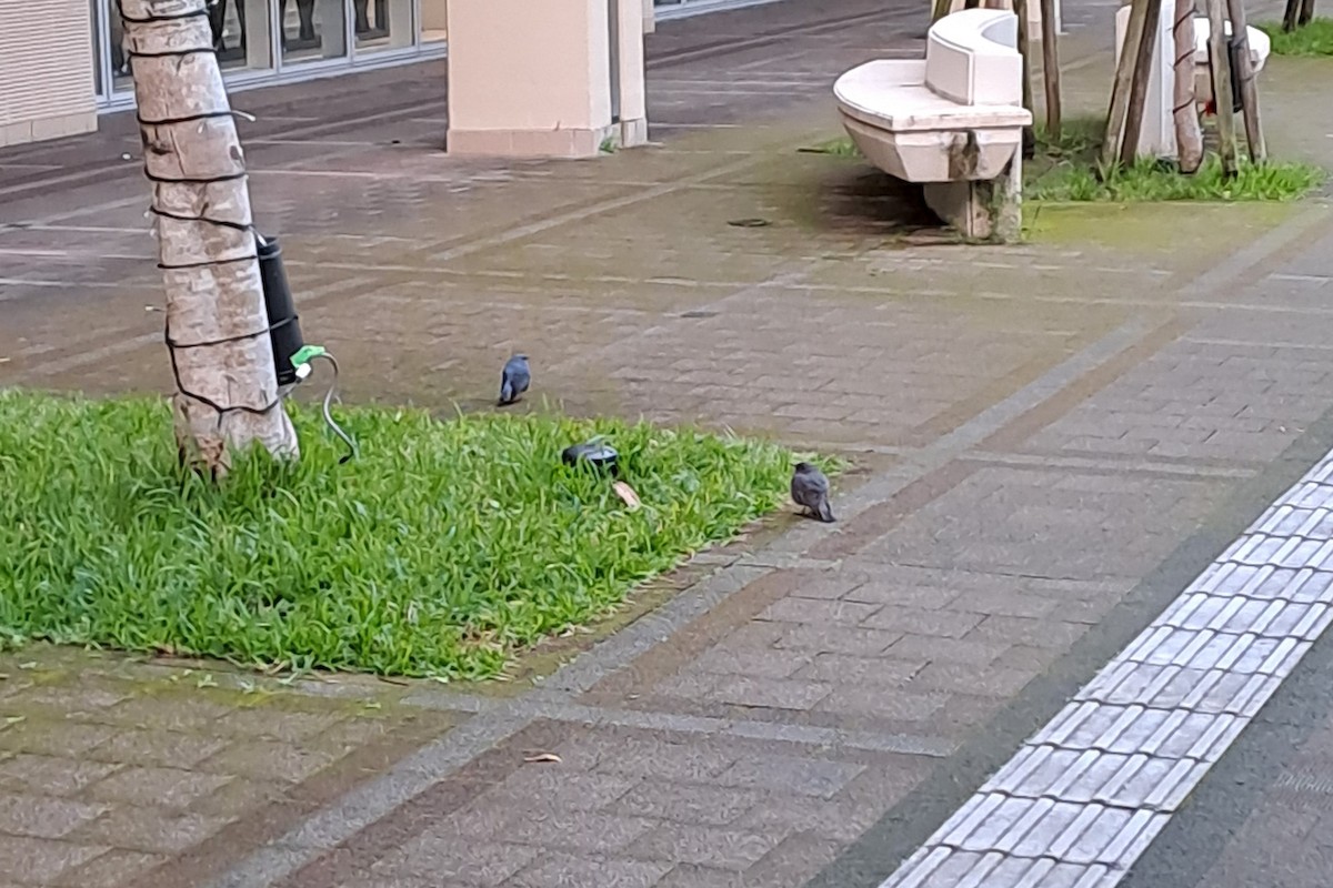 Blue Rock-Thrush (philippensis) - Jian-Long(建龍) WU(吳)