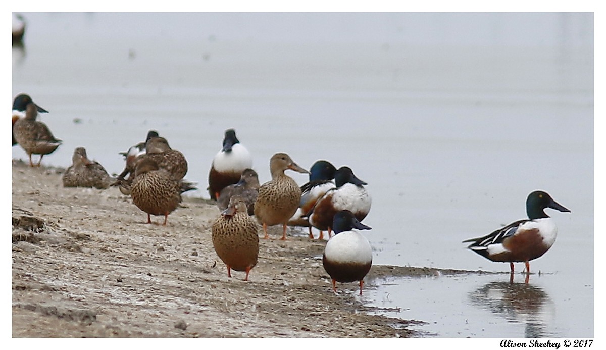 Northern Shoveler - Alison Sheehey