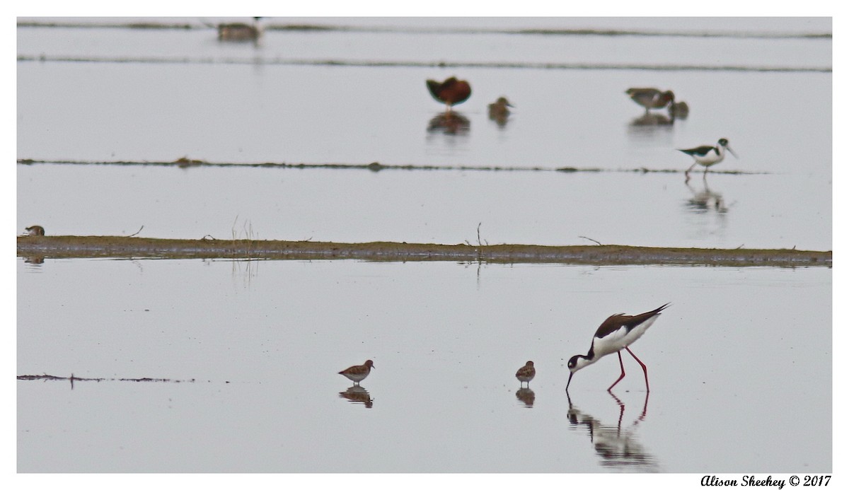 Least Sandpiper - Alison Sheehey