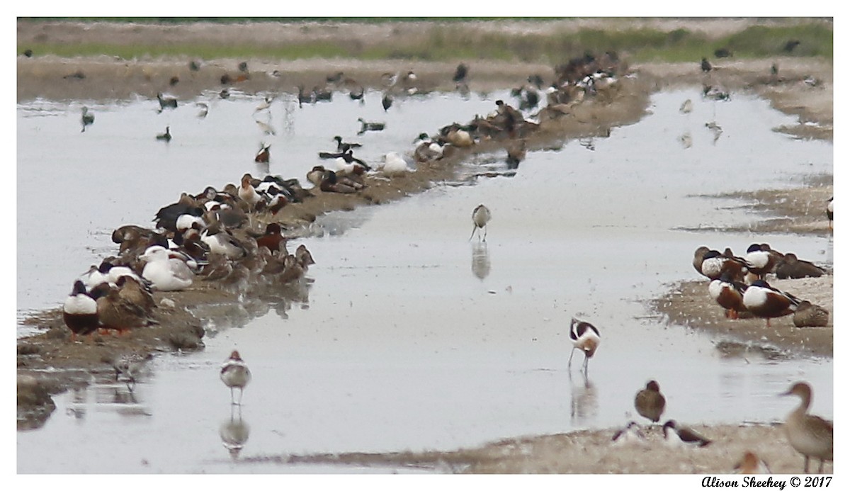 Avoceta Americana - ML51886681