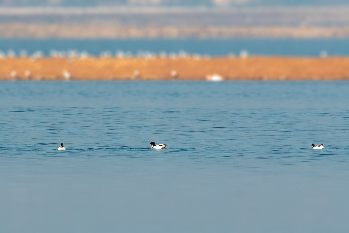 Common Shelduck - ML518866821