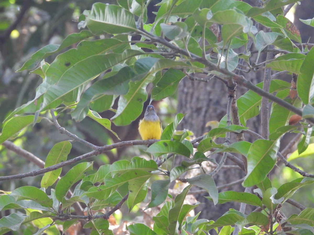 Gray-headed Canary-Flycatcher - ML518867001