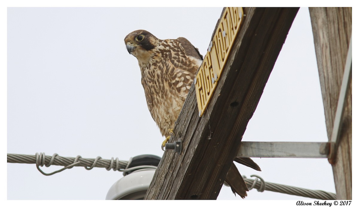 Peregrine Falcon - Alison Sheehey