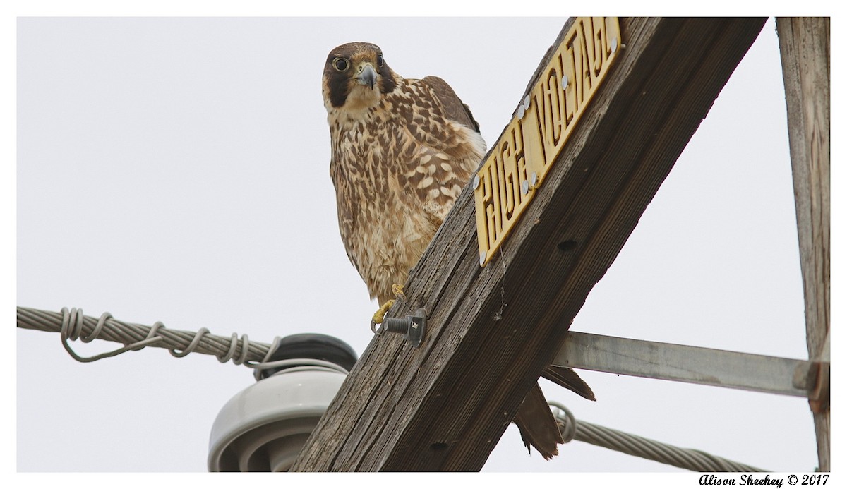 Peregrine Falcon - Alison Sheehey