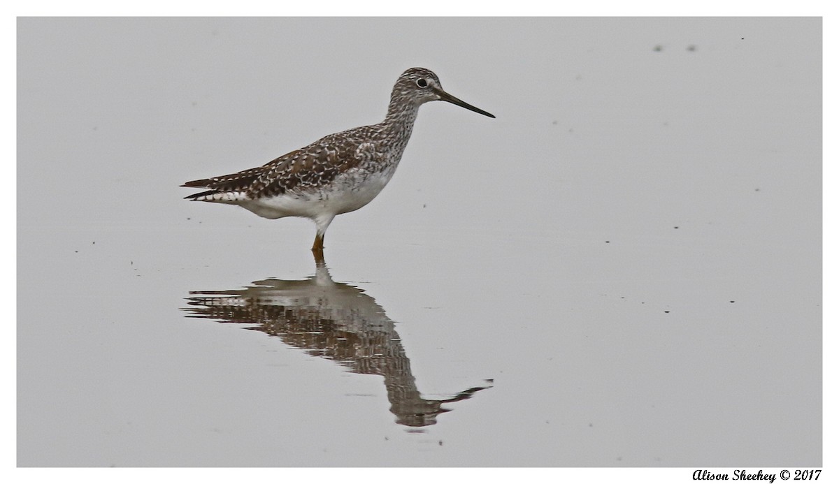 Greater Yellowlegs - Alison Sheehey