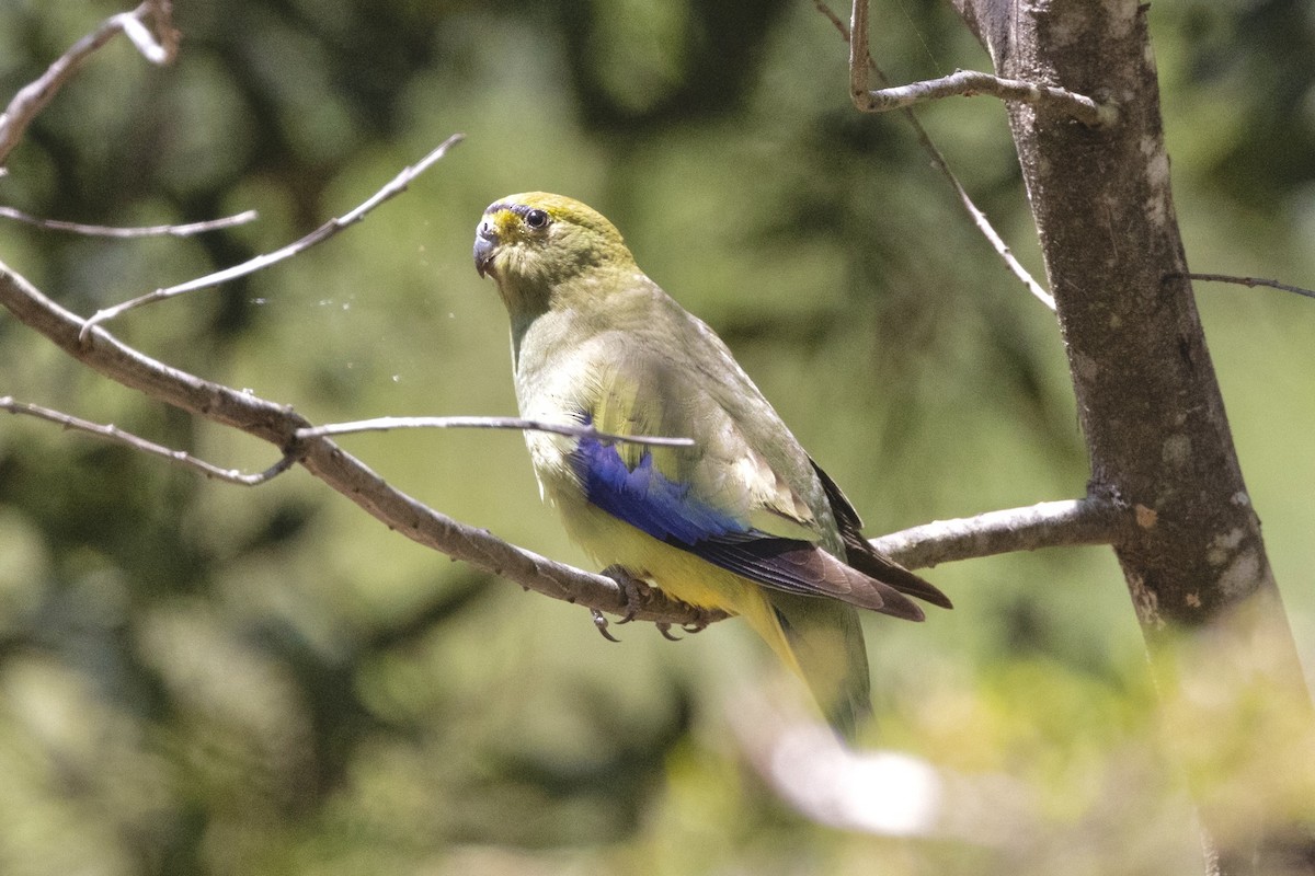 Blue-winged Parrot - ML518869211