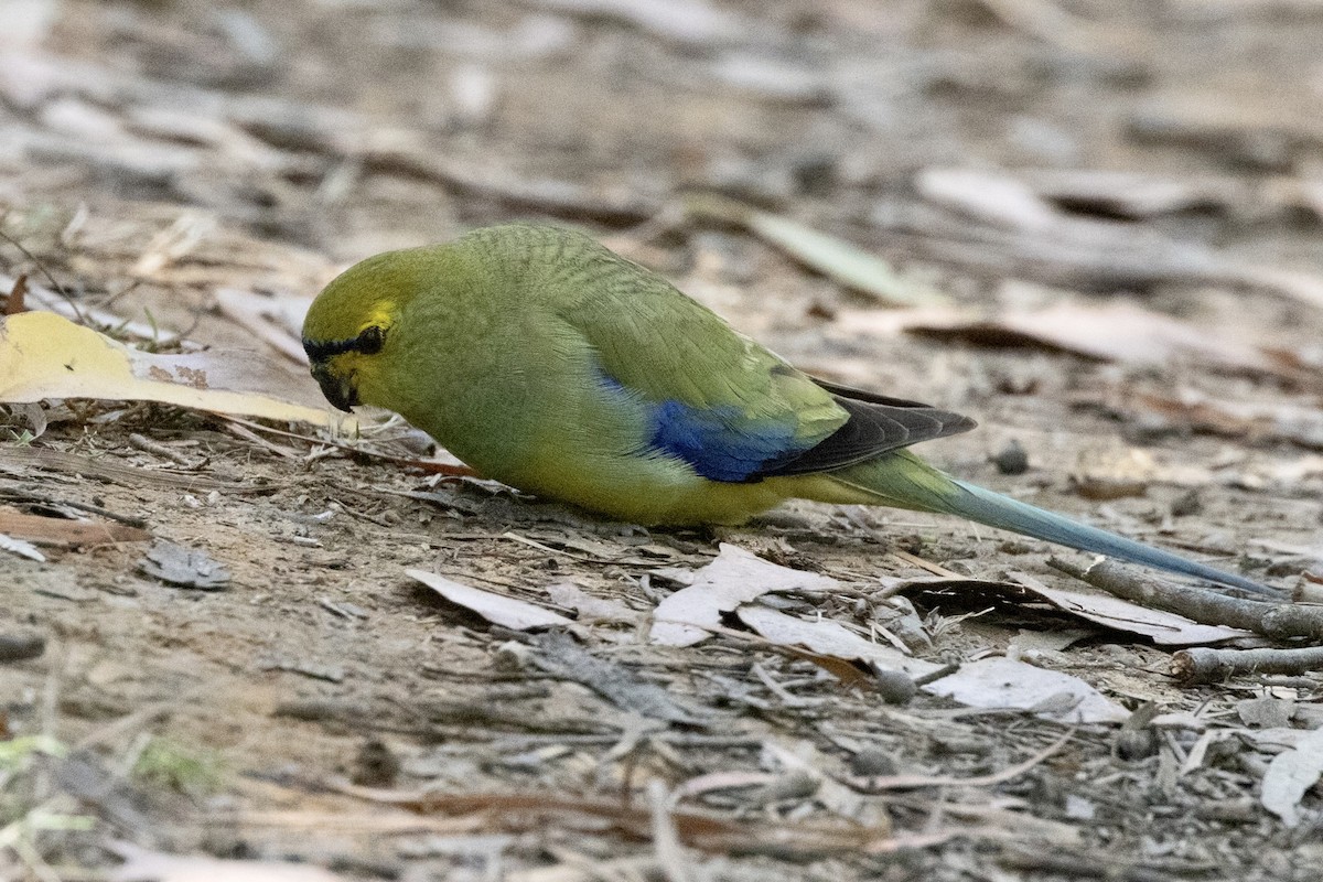 Blue-winged Parrot - ML518869221