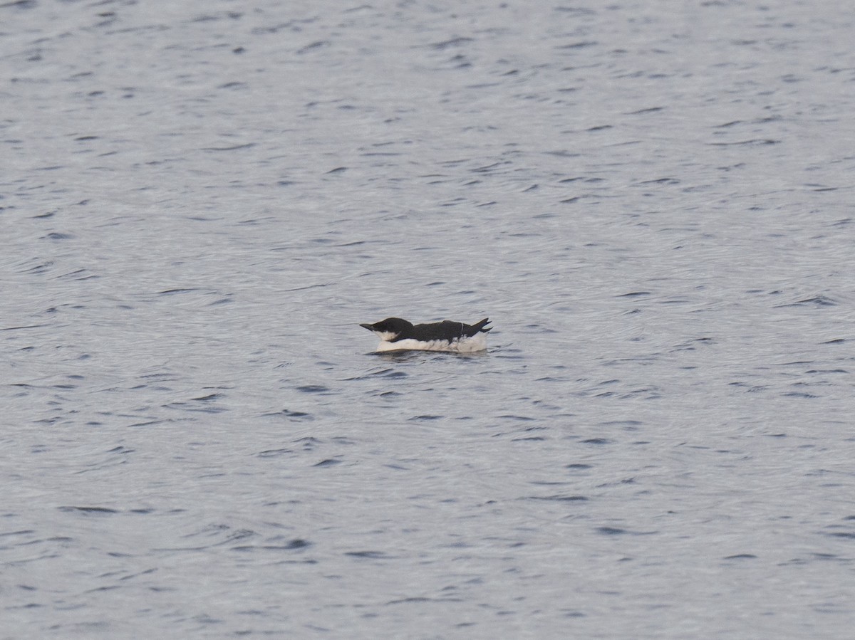 Thick-billed Murre - ML518870391