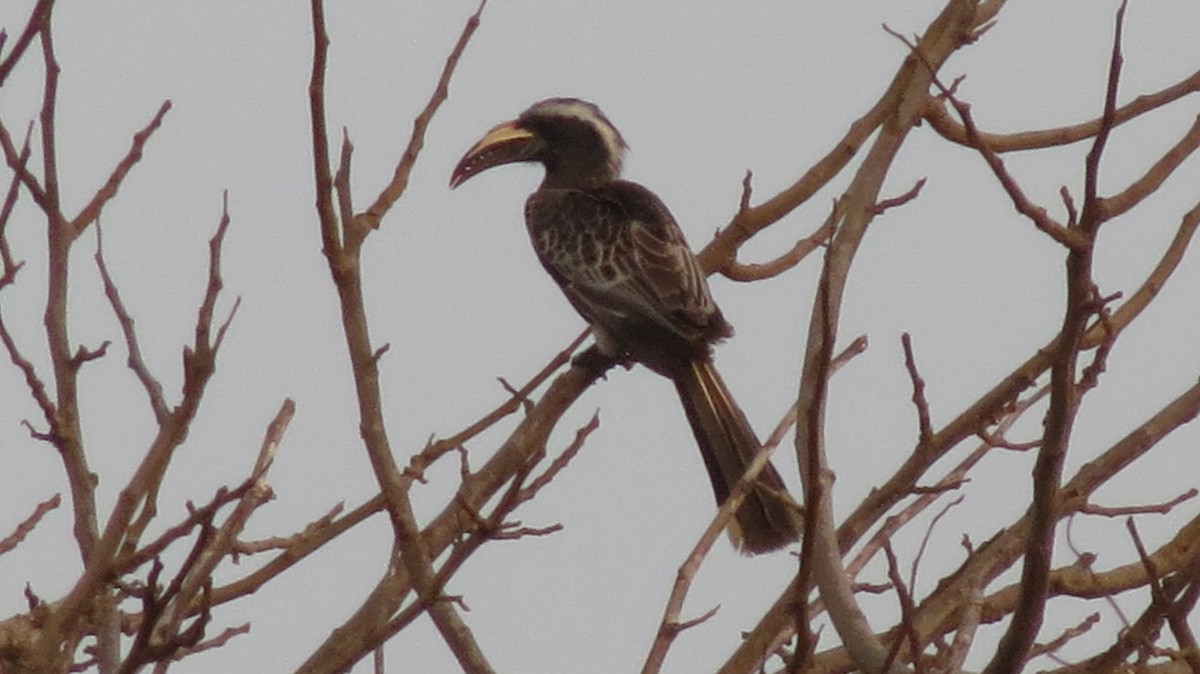 African Gray Hornbill - ML51887051