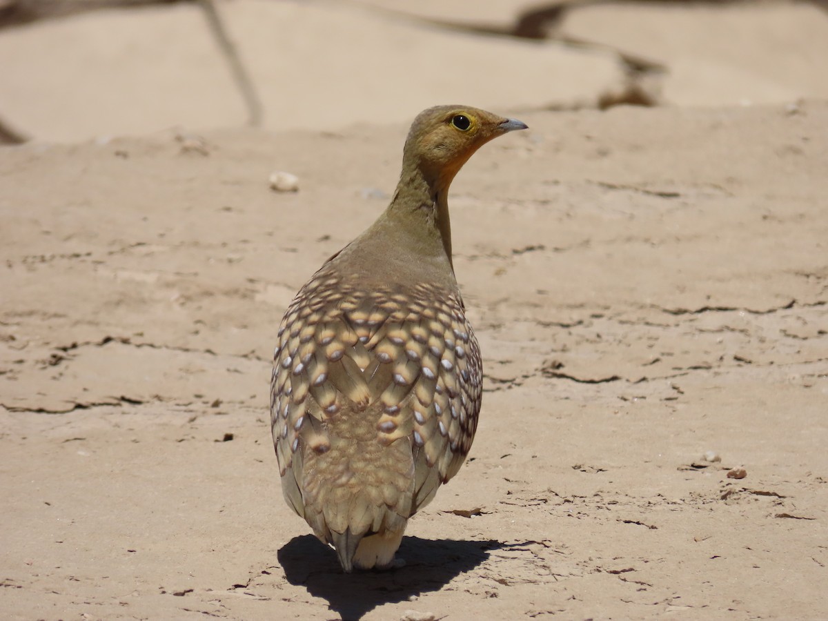 Namaqua Sandgrouse - ML518870641