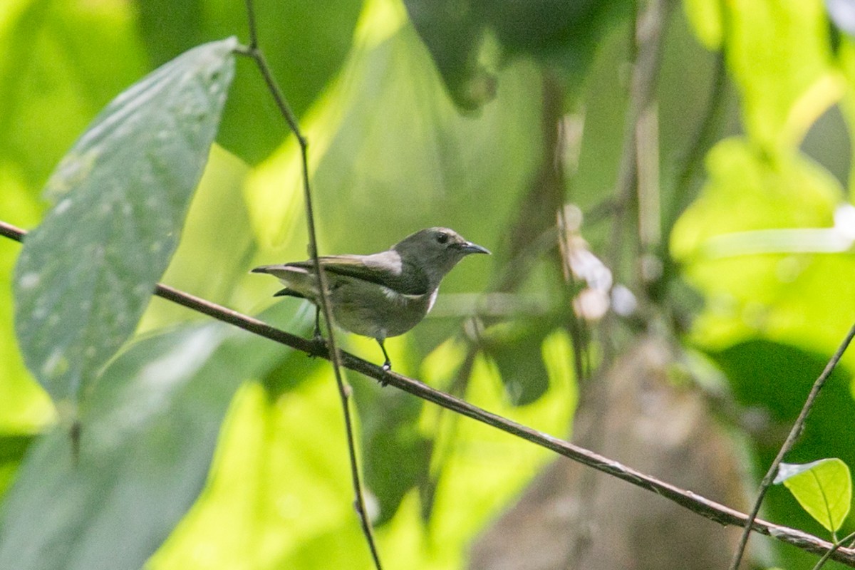 Plain Flowerpecker - ML518872531