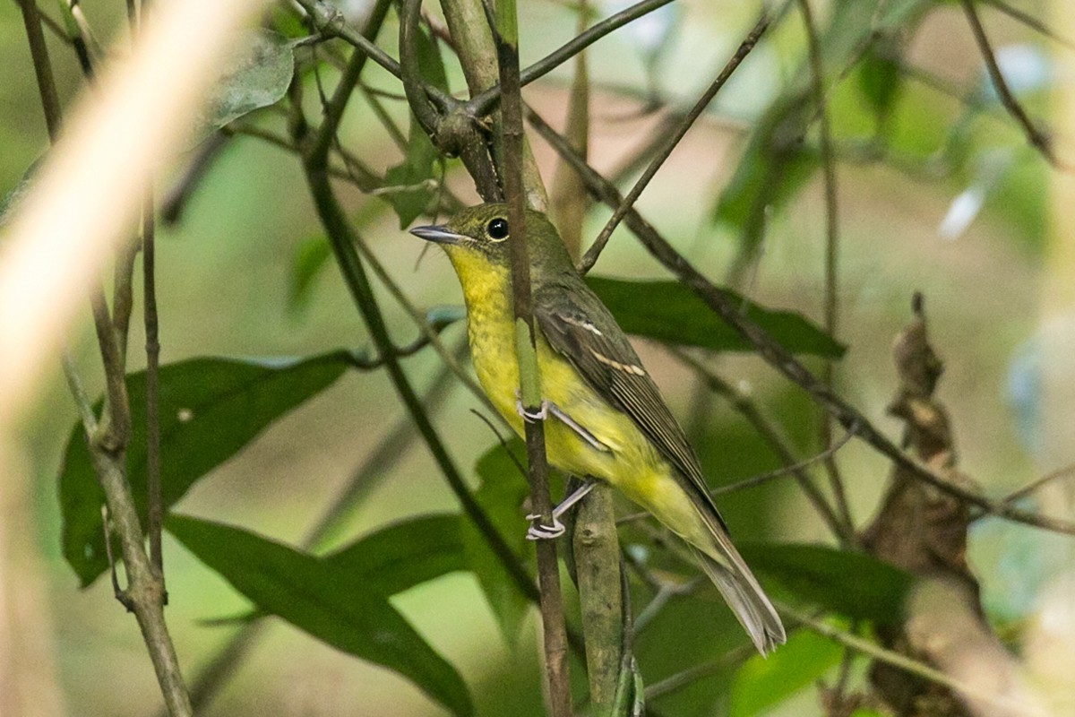 Green-backed Flycatcher - ML518872541