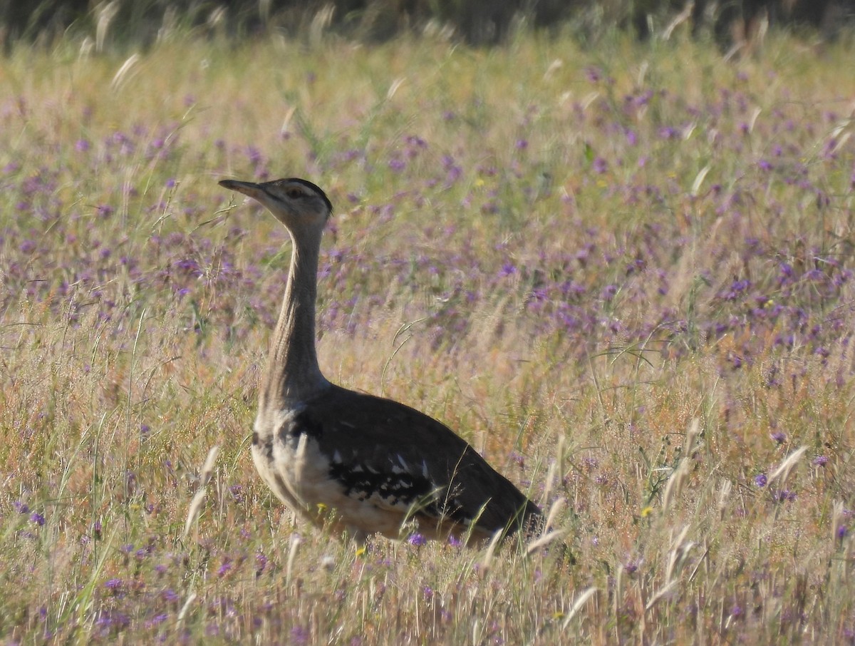 Australian Bustard - ML518874471