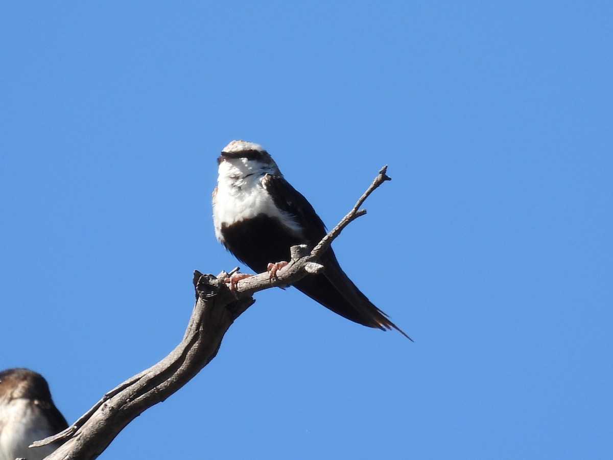 White-backed Swallow - ML518874561