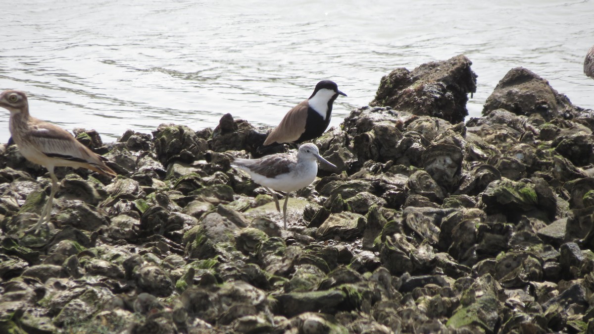 Common Greenshank - ML51887571