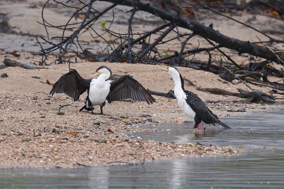 Pied Cormorant - ML518876461