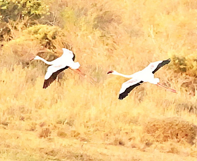 Lesser Flamingo - ML518876601